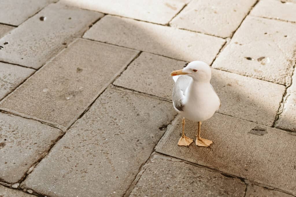 Hochzeitsreportage in Venedig